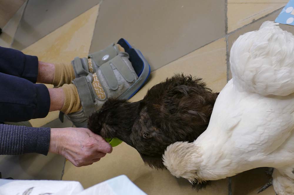 Malteser Ordenshaus Besuch Seidenhühner 01 Malteser Ordenshaus Besuch Seidenhühner 01