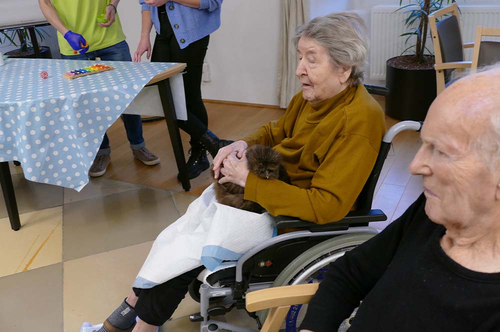 Malteser Ordenshaus Besuch Seidenhühner 02 Malteser Ordenshaus Besuch Seidenhühner 02