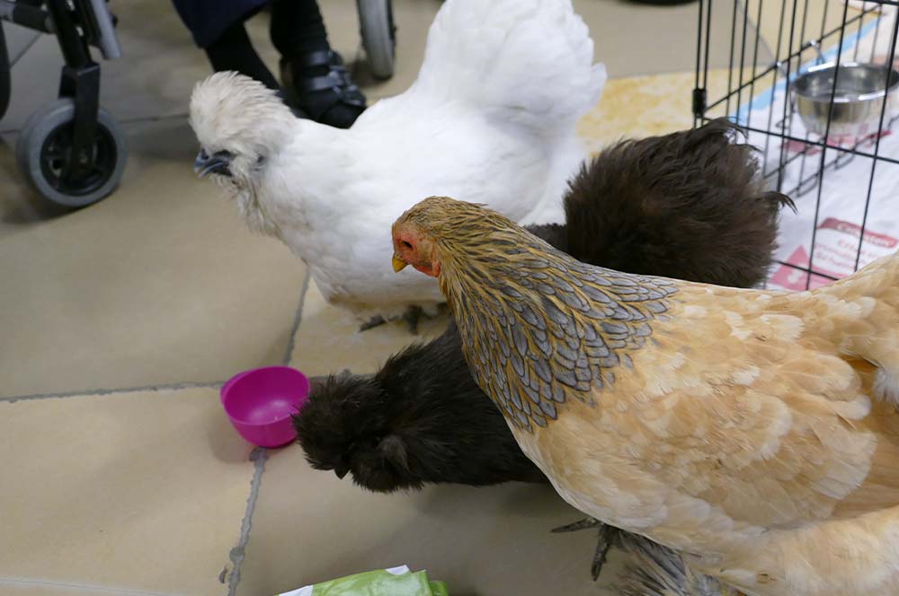 Malteser Ordenshaus Besuch Seidenhühner 04 Malteser Ordenshaus Besuch Seidenhühner 04