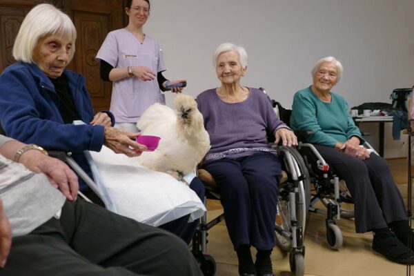 Malteser Ordenshaus Besuch Seidenhühner 05