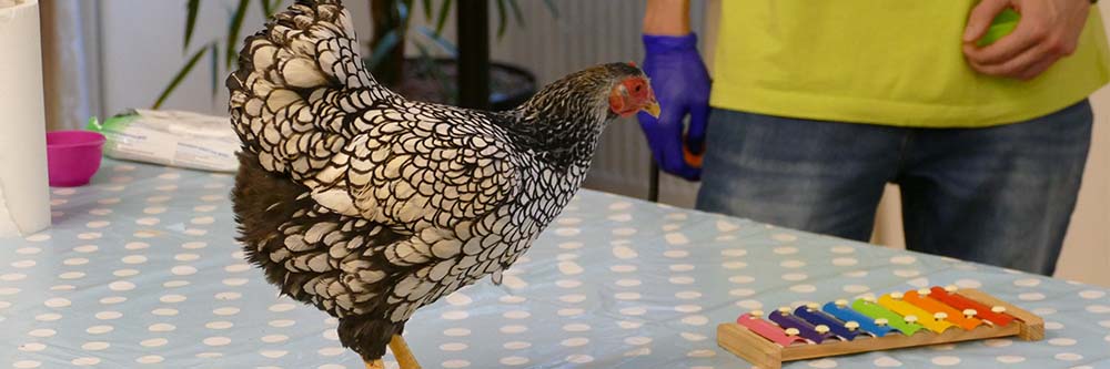 Malteser Ordenshaus Besuch Seidenhühner BB Malteser Ordenshaus Besuch Seidenhühner BB