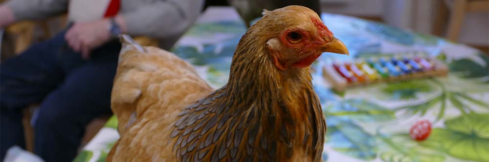Malteser Ordenshaus Besuch Seidenhühner BB